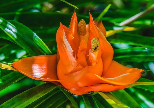 Perry, William 아티스트의 Colorful orange flower-Florida-Pandanus produces and edible fruit작품입니다.